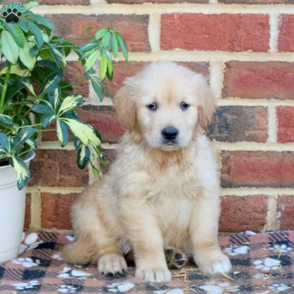 Fallon, Golden Retriever Puppy