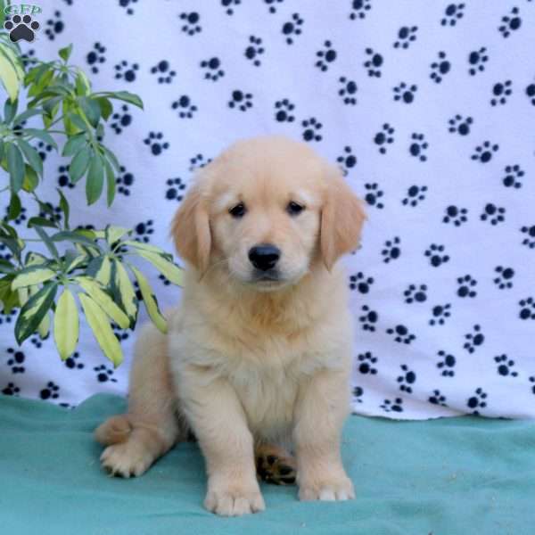 Fallon, Golden Retriever Puppy