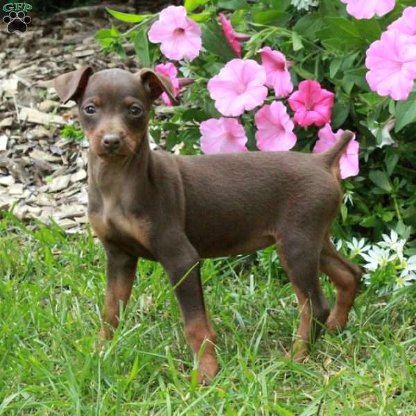Fallon, Miniature Pinscher Puppy