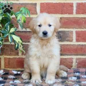 Fallon, Golden Retriever Puppy