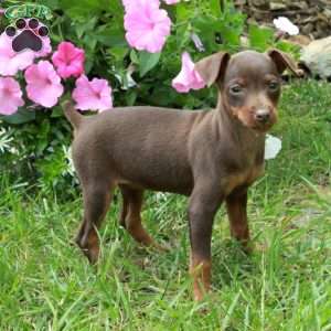Fallon, Miniature Pinscher Puppy