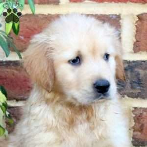 Fallon, Golden Retriever Puppy