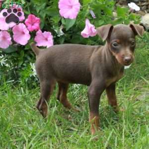 Fallon, Miniature Pinscher Puppy