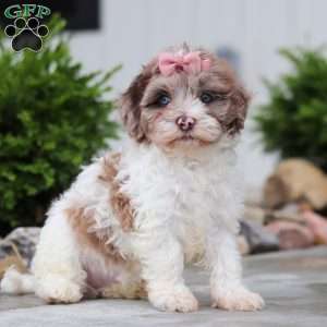 Fancy, Havapoo Puppy