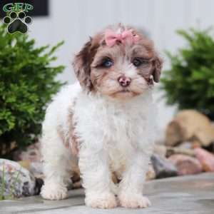 Fancy, Havapoo Puppy