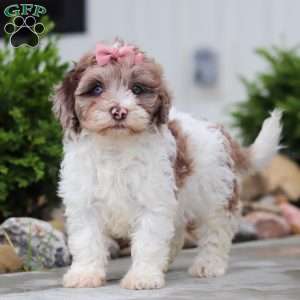 Fancy, Havapoo Puppy