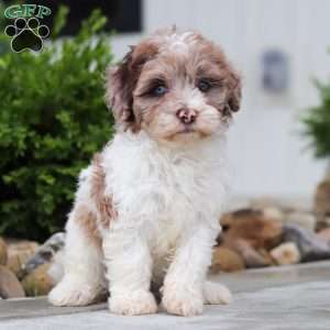 Fancy, Havapoo Puppy