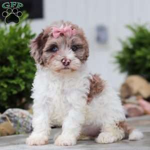 Fancy, Havapoo Puppy