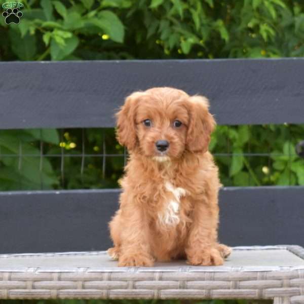 Fancy, Cavapoo Puppy