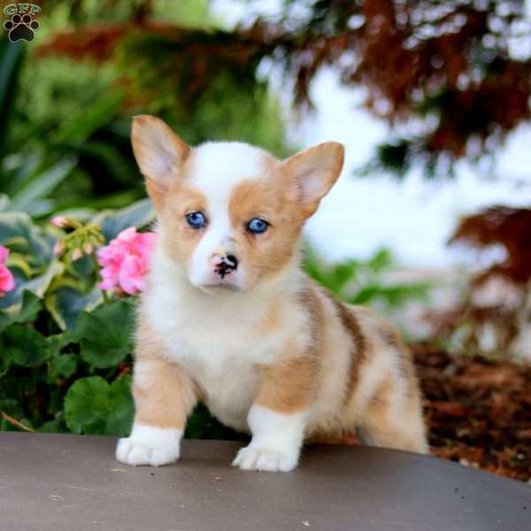 Fancy, Pembroke Welsh Corgi Puppy