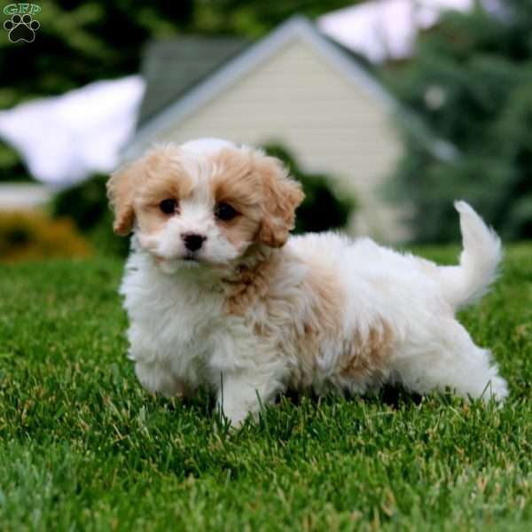 Fancy, Cavachon Puppy