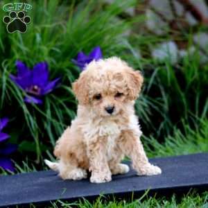 Fancy, Miniature Poodle Puppy
