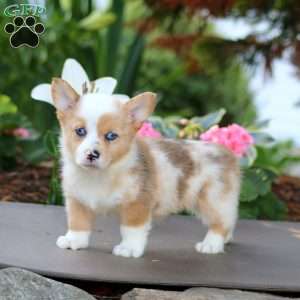 Fancy, Pembroke Welsh Corgi Puppy