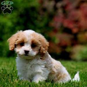 Fancy, Cavachon Puppy