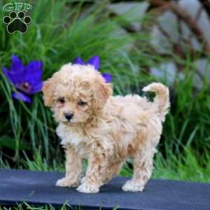 Fancy, Miniature Poodle Puppy