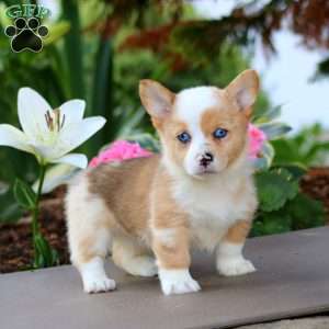 Fancy, Pembroke Welsh Corgi Puppy