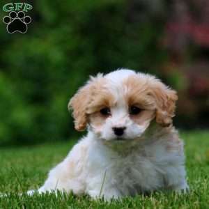 Fancy, Cavachon Puppy