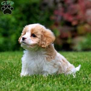 Fancy, Cavachon Puppy