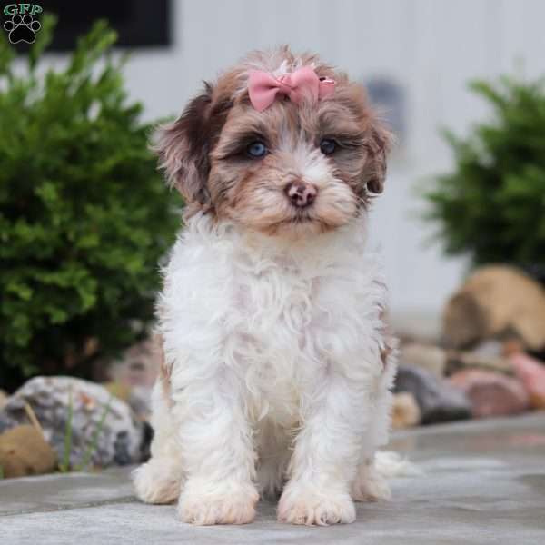 Fancy, Havapoo Puppy