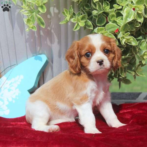 Farah, Cavalier King Charles Spaniel Puppy