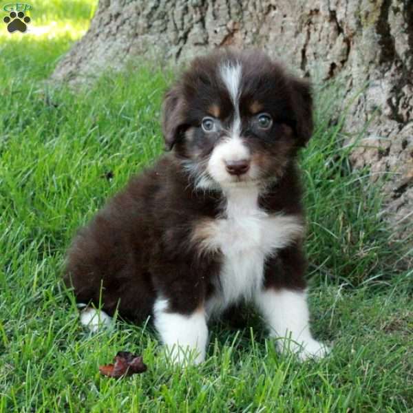 Farrah, Australian Shepherd Puppy