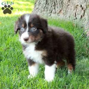 Farrah, Australian Shepherd Puppy