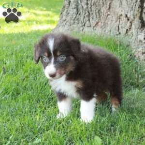 Farrah, Australian Shepherd Puppy