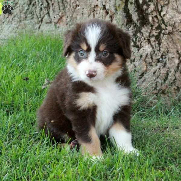 Faye, Australian Shepherd Puppy