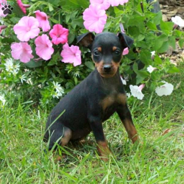 Faye, Miniature Pinscher Puppy