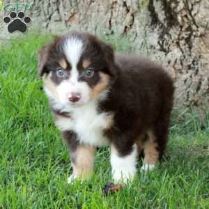 Faye, Australian Shepherd Puppy