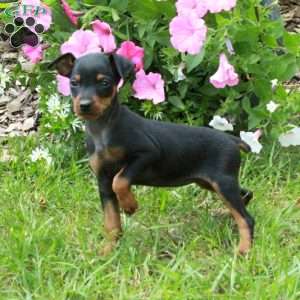 Faye, Miniature Pinscher Puppy