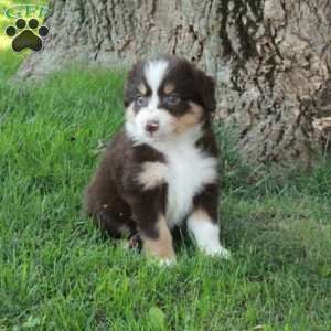 Faye, Australian Shepherd Puppy