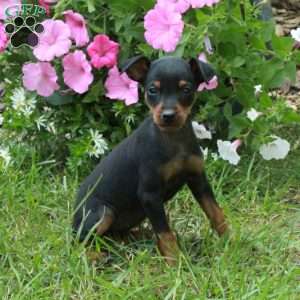 Faye, Miniature Pinscher Puppy