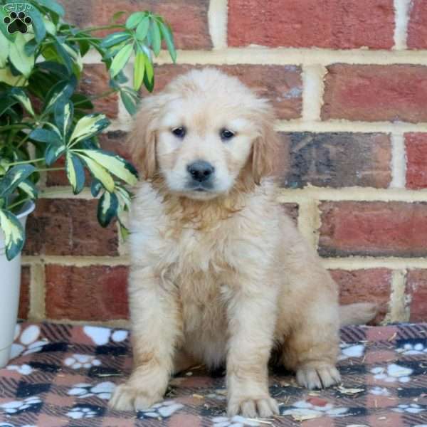 Felicity, Golden Retriever Puppy