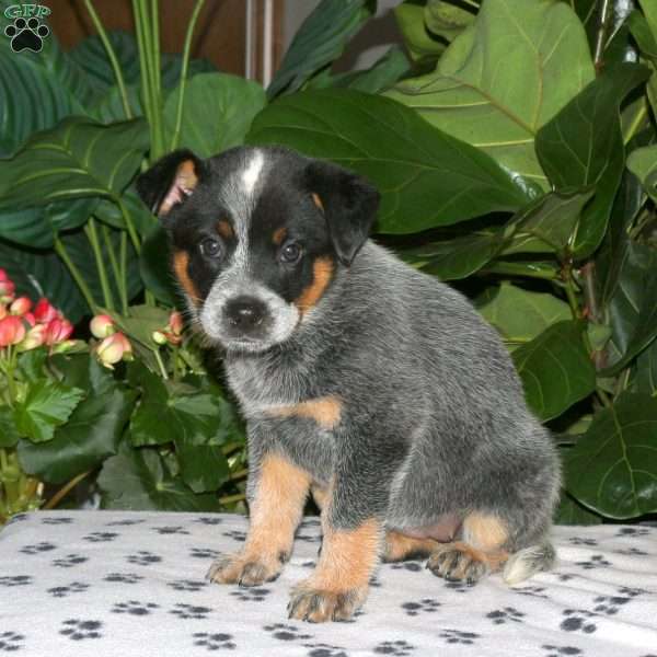 Felicity, Blue Heeler – Australian Cattle Dog Puppy