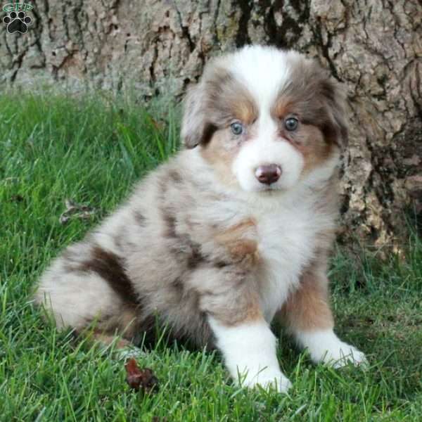 Felicity, Australian Shepherd Puppy