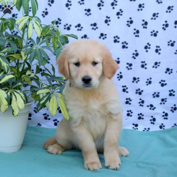 Felicity, Golden Retriever Puppy