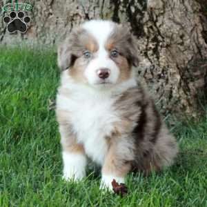 Felicity, Australian Shepherd Puppy