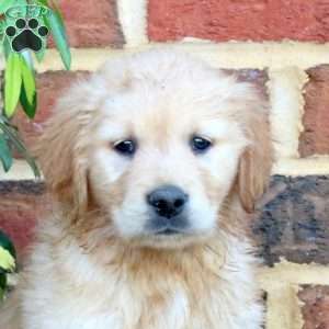 Felicity, Golden Retriever Puppy