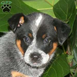 Felicity, Blue Heeler – Australian Cattle Dog Puppy