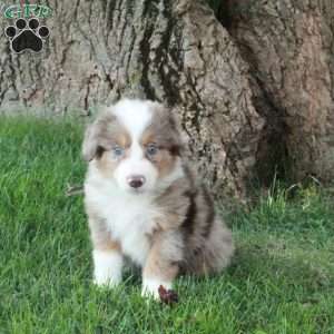 Felicity, Australian Shepherd Puppy