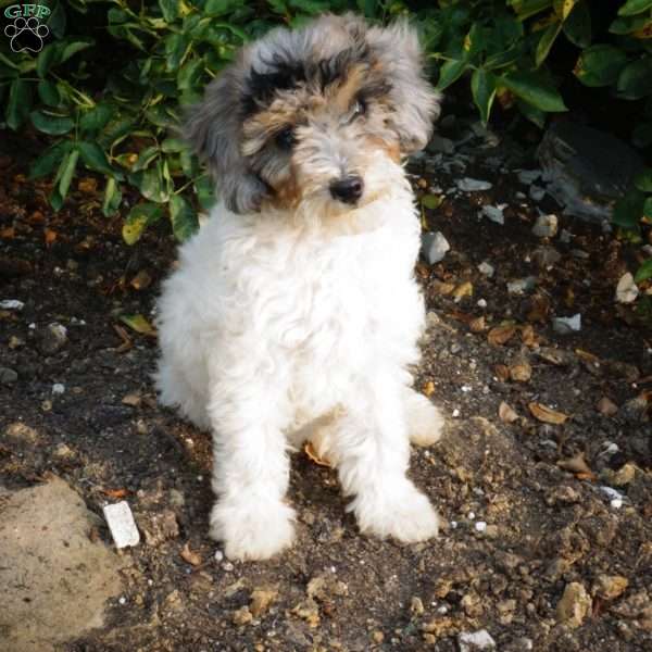 Felicity, Miniature Poodle Puppy