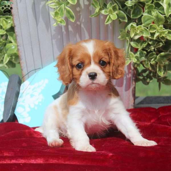 Felicity, Cavalier King Charles Spaniel Puppy