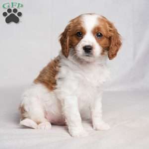 Felix, Cavapoo Puppy