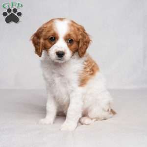 Felix, Cavapoo Puppy