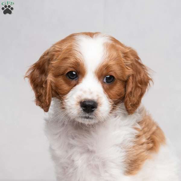 Felix, Cavapoo Puppy