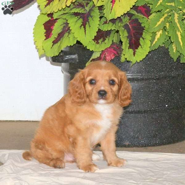 Felix, Cavalier King Charles Spaniel Puppy
