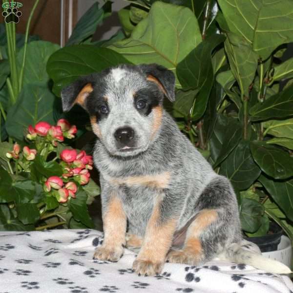 Felix, Blue Heeler – Australian Cattle Dog Puppy