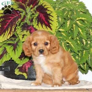 Felix, Cavalier King Charles Spaniel Puppy