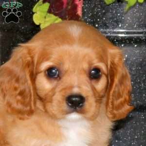 Felix, Cavalier King Charles Spaniel Puppy
